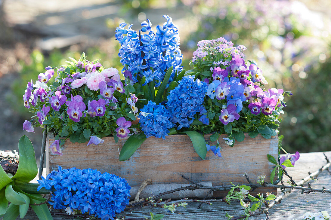 Wooden box with hyacinths, horned violets, daisies, and forget-me-nots