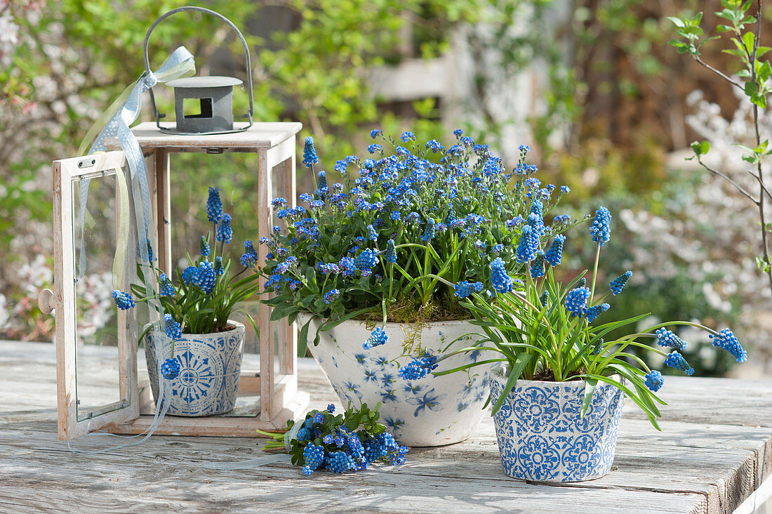 Spring arrangement in blue with forget-me-nots 'Myomark' and grape hyacinths