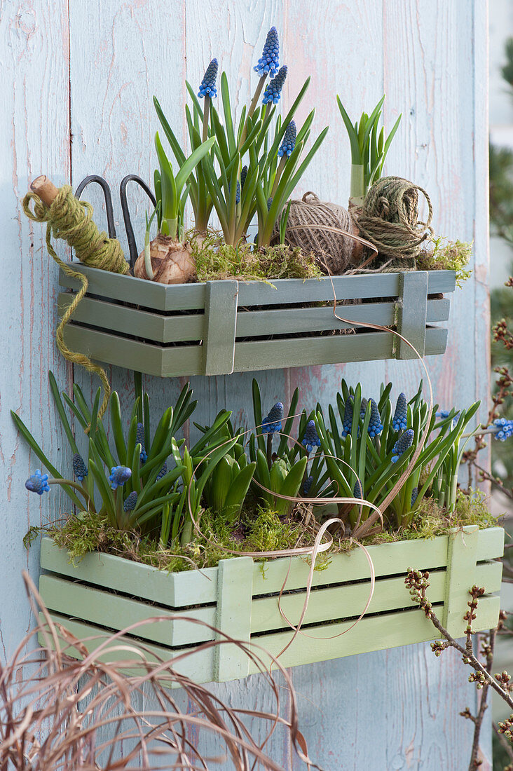 Wooden wall hanging boxes with grape hyacinths, budding daffodils, and hyacinths in moss