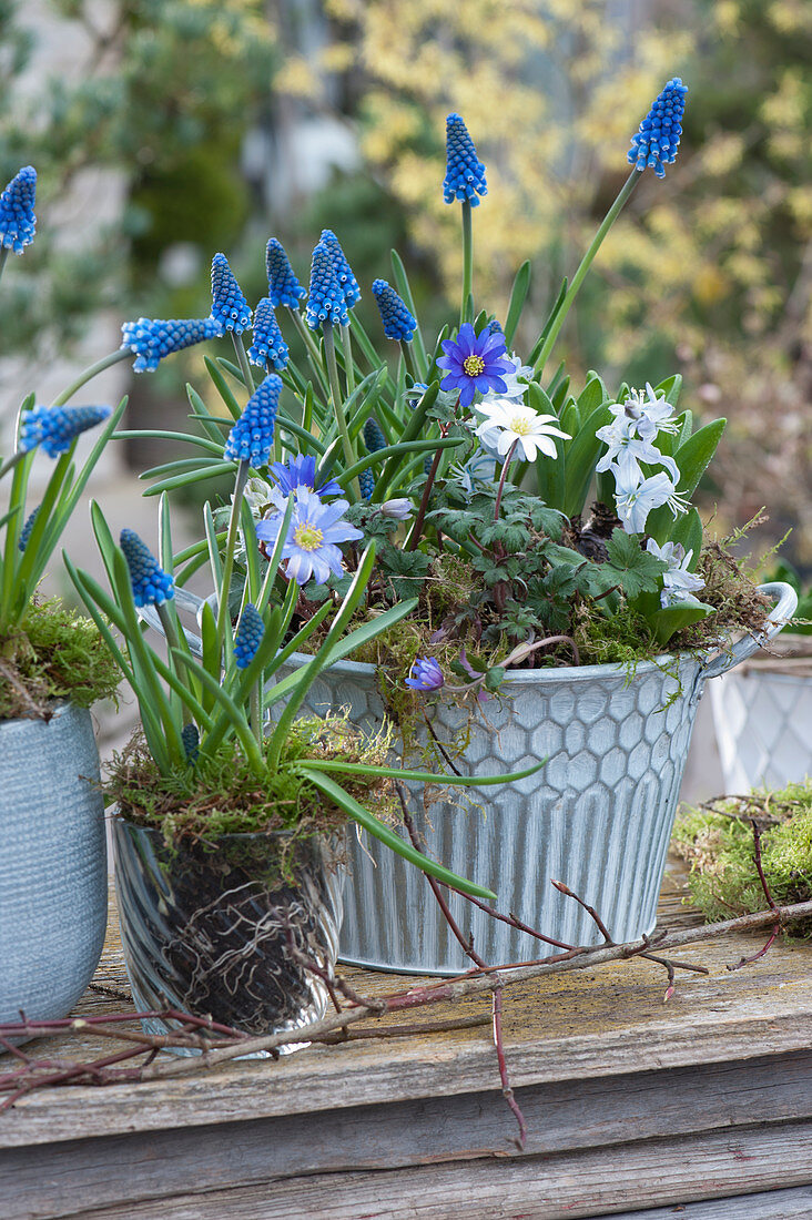 Small pot arrangement with grape hyacinths, ray anemone, and Puschkinia