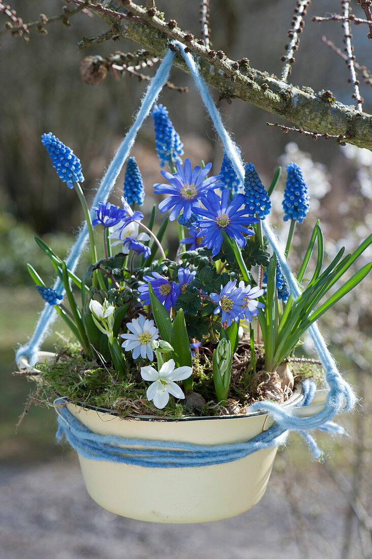 Hanging spring decoration: ray anemone, grape hyacinths, and Ornithogalum in an enamel pot
