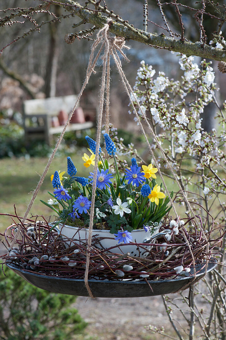 Hanging spring decoration: bowl with ray anemone, daffodils, grape hyacinths, and Ornithogalum in a wreath of dogwood branches and catkin willow on a tray suspended from a branch