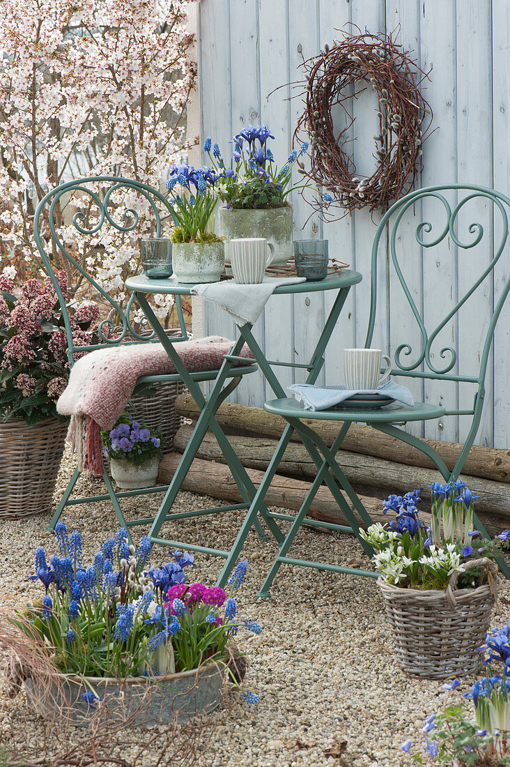 Spring terrace with grape hyacinths, reticulated iris, milk star, globe primroses, horn violets, skimmia and ornamental cherry