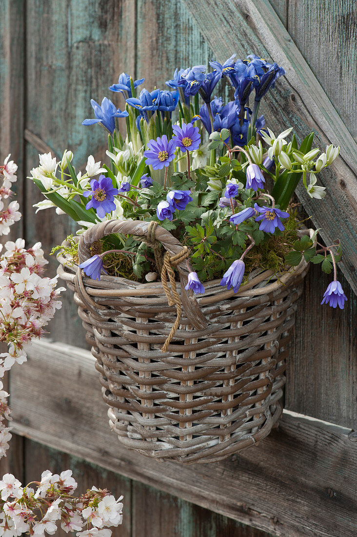 Ray anemones, netted iris, and Ornithogalum in a wall basket