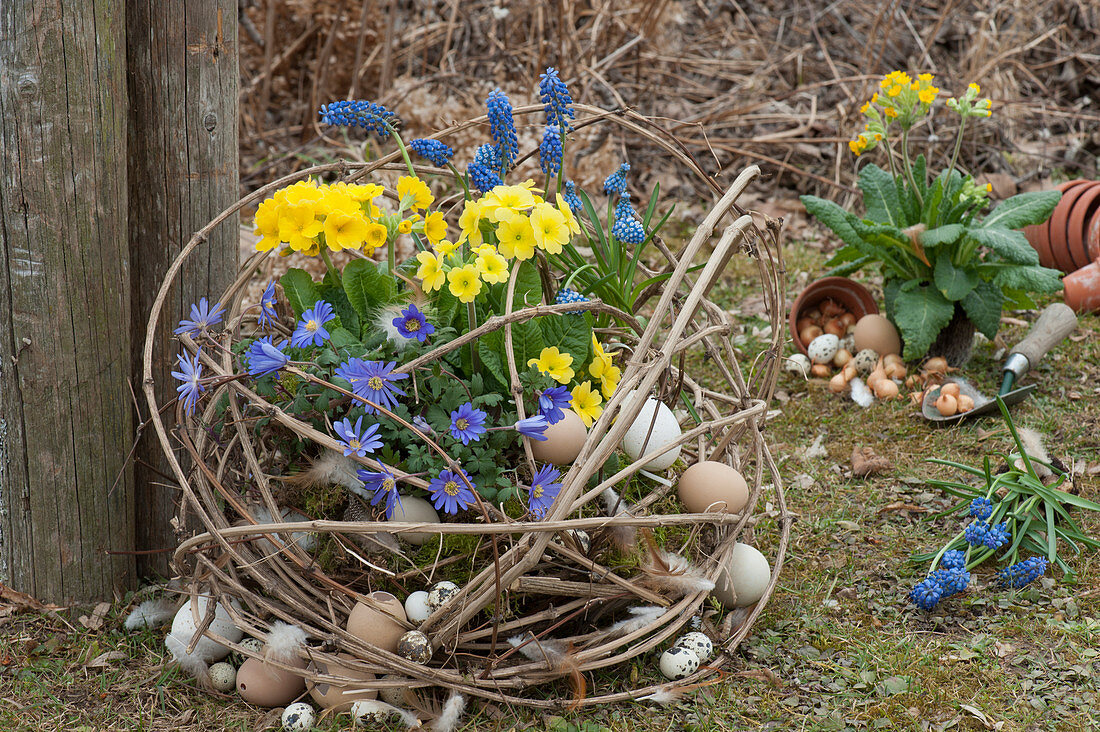 Rays of anemone, tall primroses, and grape hyacinths in a moss basket in clematis vines, Easter eggs, and feathers as Easter decorations
