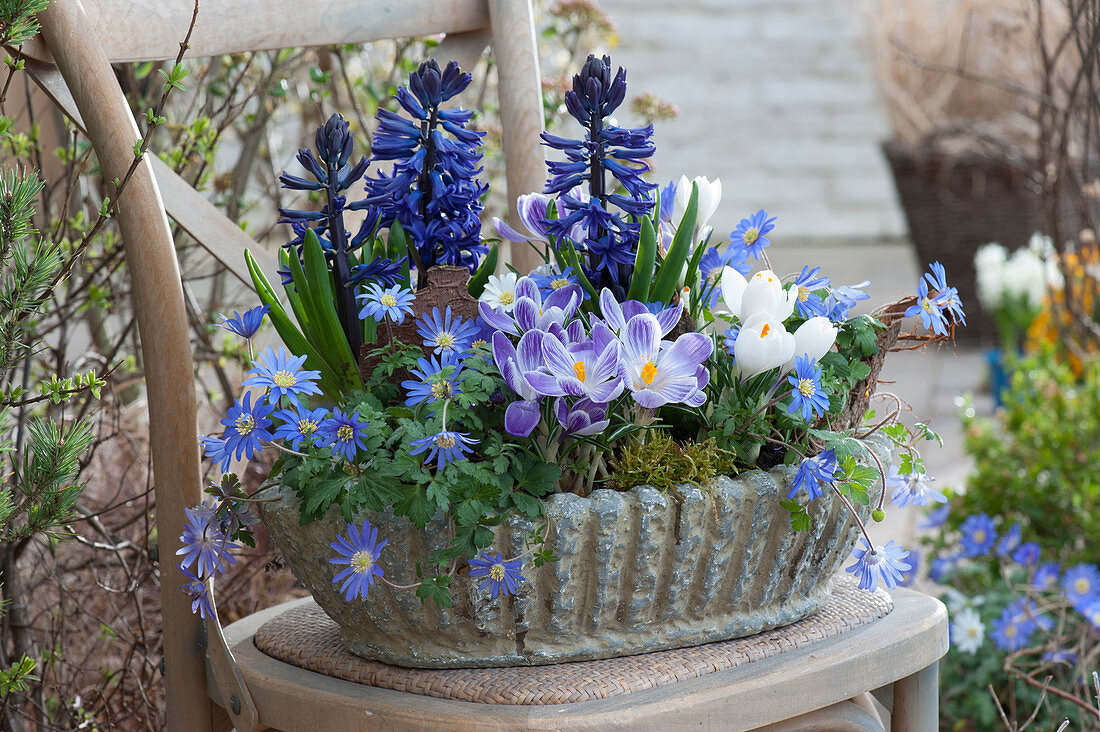Cement bowl with hyacinths, crocuses, and ray anemones
