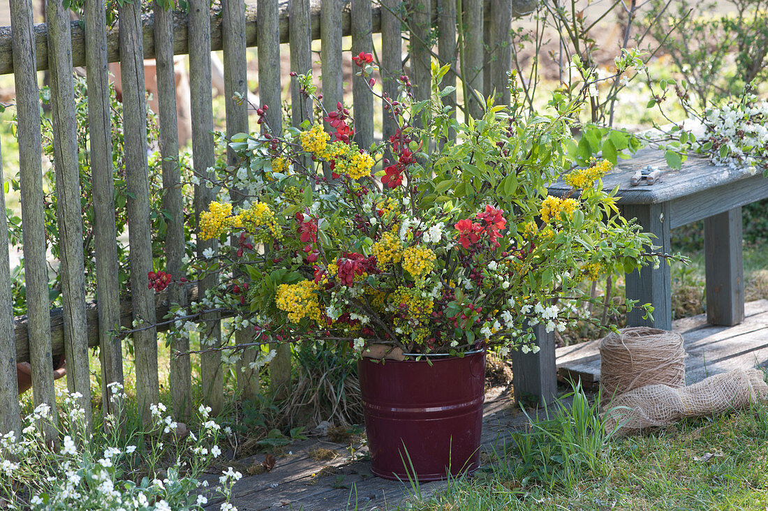 Spring bouquet with branches of cornelian cherry, ornamental quince, ornamental cherry, and bird cherry in an enamel bucket