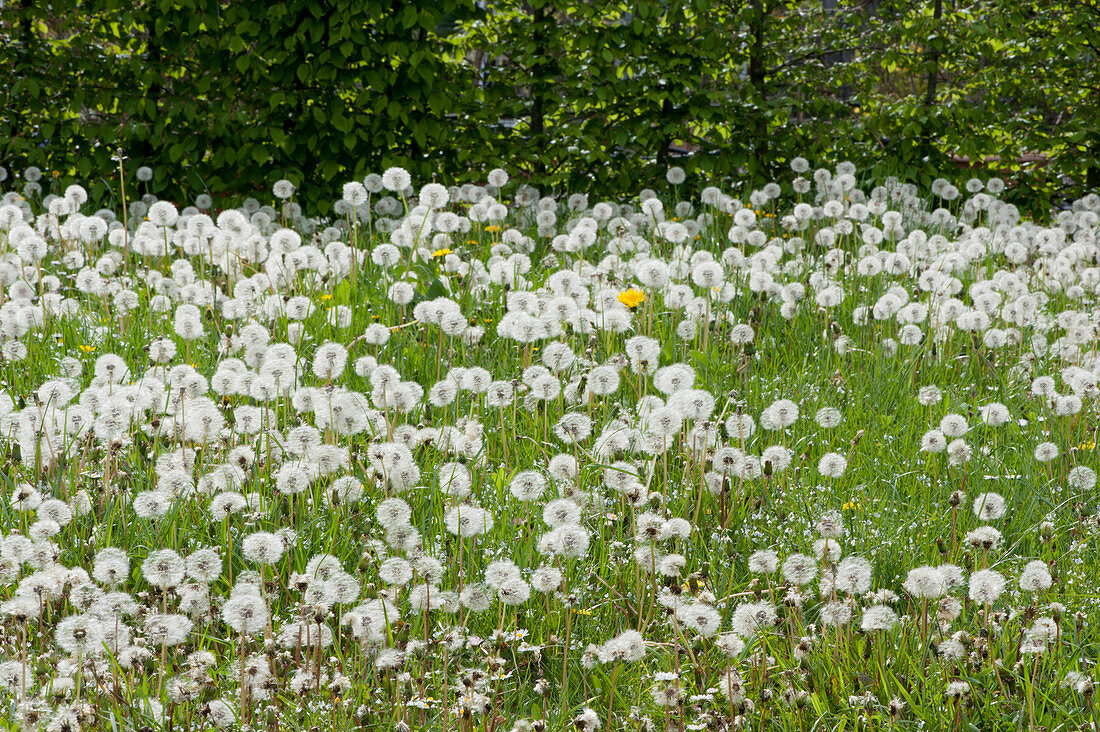 Meadow with dandelions gone to seed (cypselae)