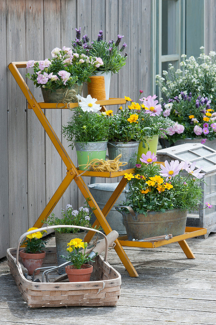 Plant stand with petunias, lavender in planters, and Bidens ferulifolia, marigolds, and savory in the basket