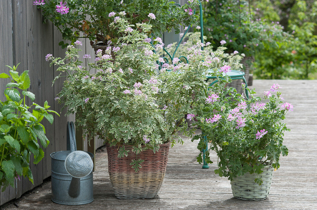 Fragrant 'Lady Plymouth' and 'Pink Capitatum' geraniums planted in baskets