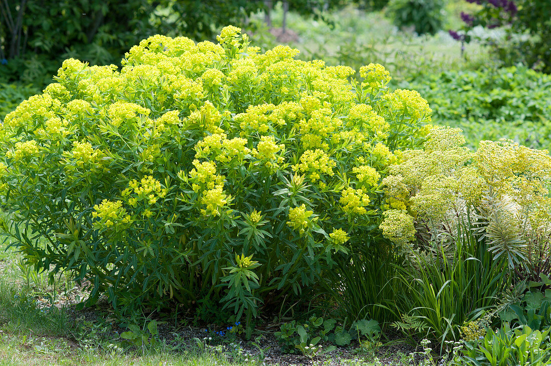 Blooming Golden Euphorbia and Ascot Rainbow Spurge in the garden