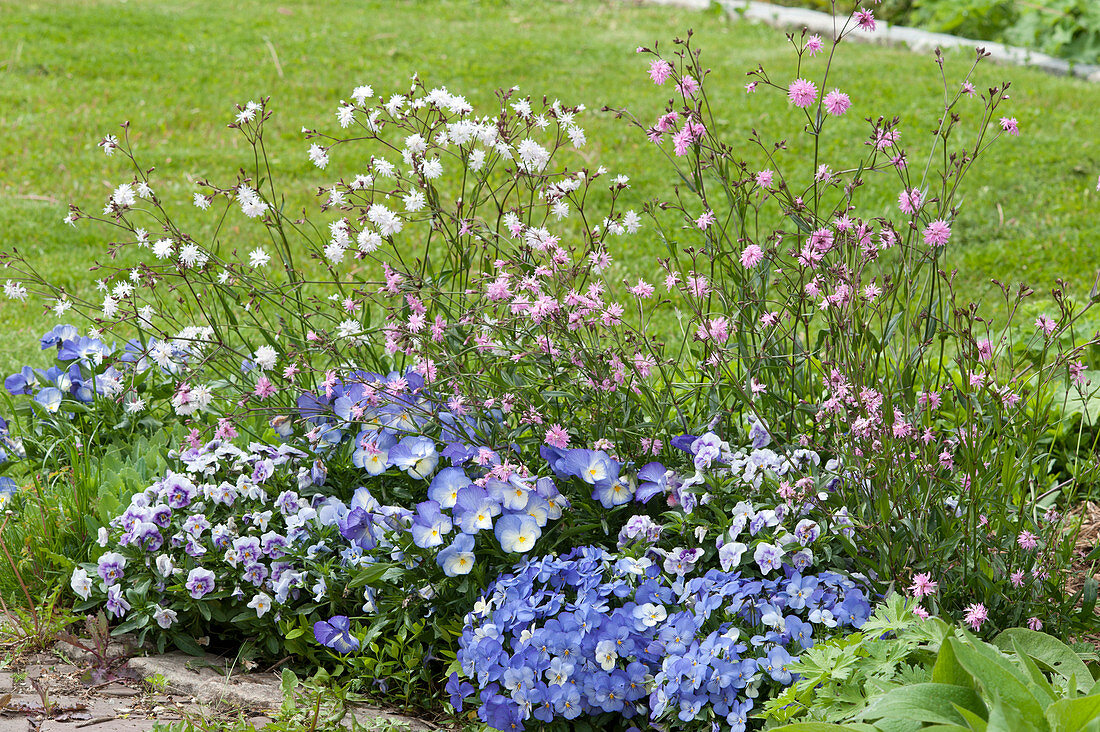Spring flower bed with horned violets and Red campion 'Petit Henry' 'Petit Jenny'