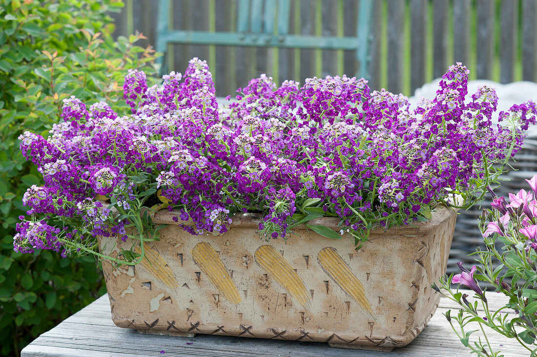 Sweet alyssum 'Princess in Purple' in a ceramic flower box