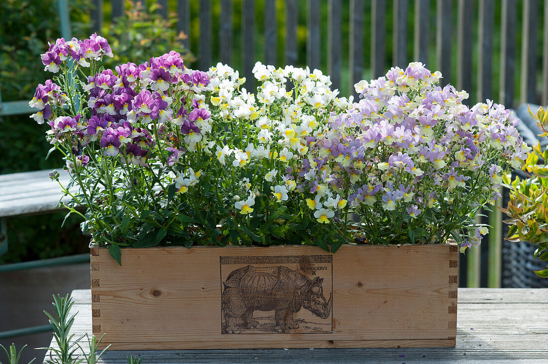 Nemesia Fairy Kisses 'Vanilla Berry' 'Pink Lemonade' and 'Citrine' together in a wooden flowerbox