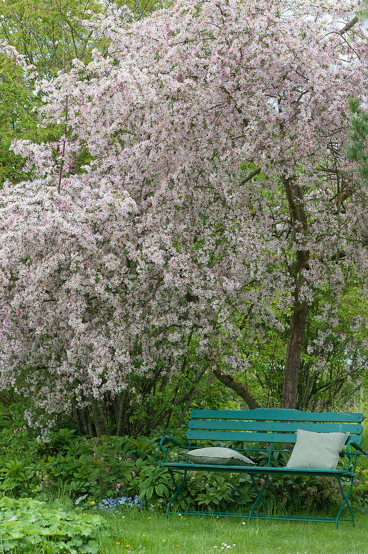 Garden bench under the blooming crabapple tree