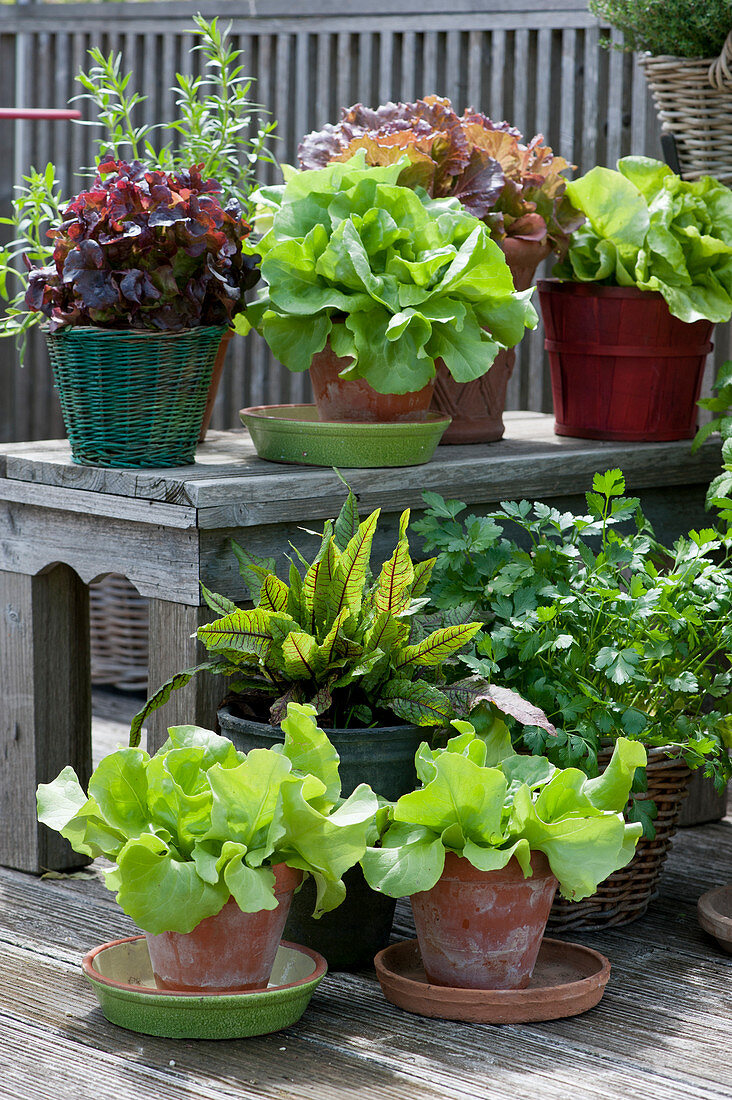 Arrangement with different types of lettuce, parsley, bloody dock, and tarragon