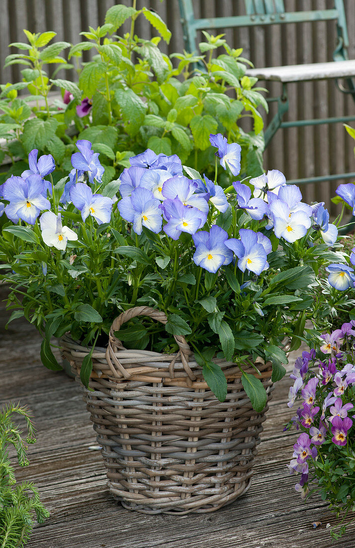 Horned violet 'Blue Moon' and lemon balm planted in a basket