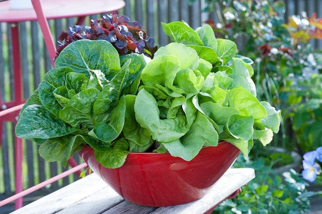 Different salads in red bowl