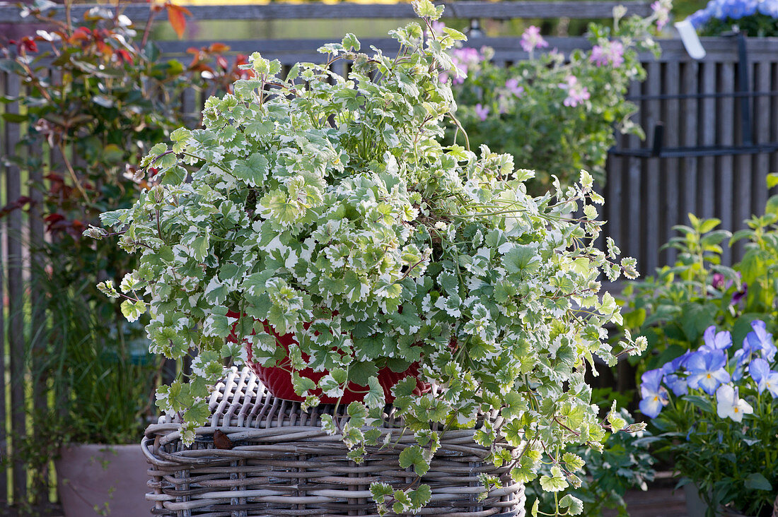 Creeping Charlie 'Variegata'