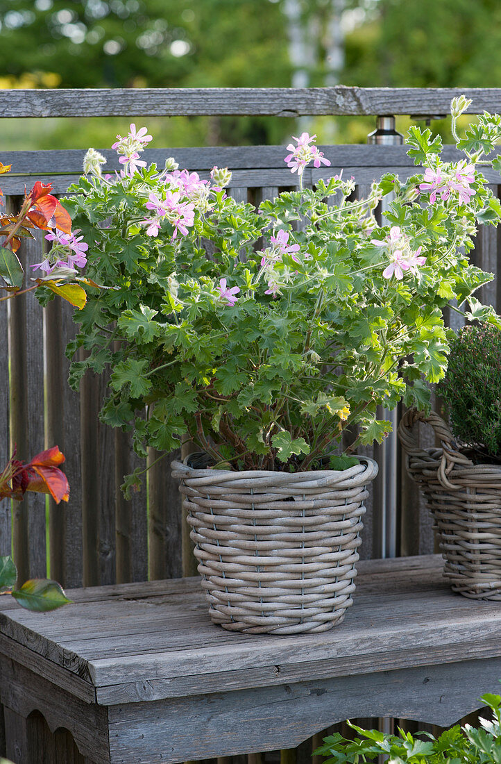 Scented geranium 'Pink Champagne' in the basket, the leaves smell of ginger
