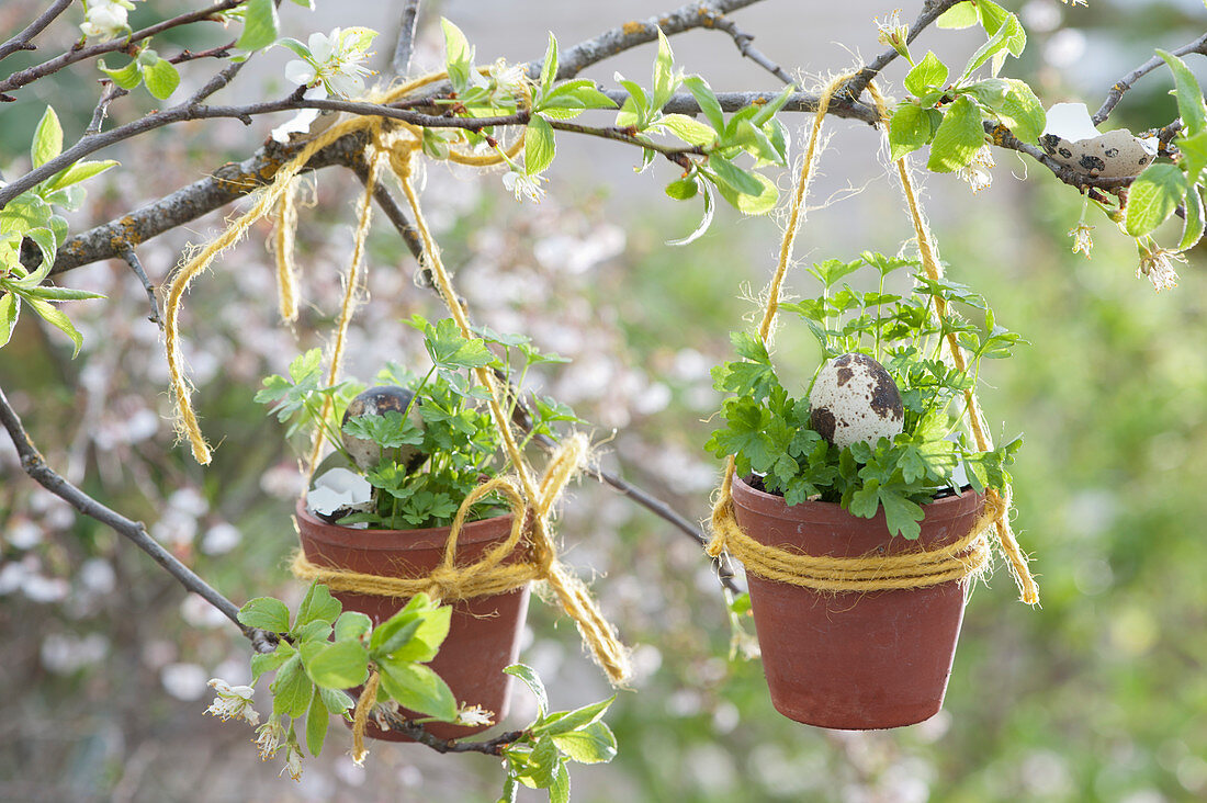 Small clay pots with parsley hung on a branch, decorated with Easter eggs