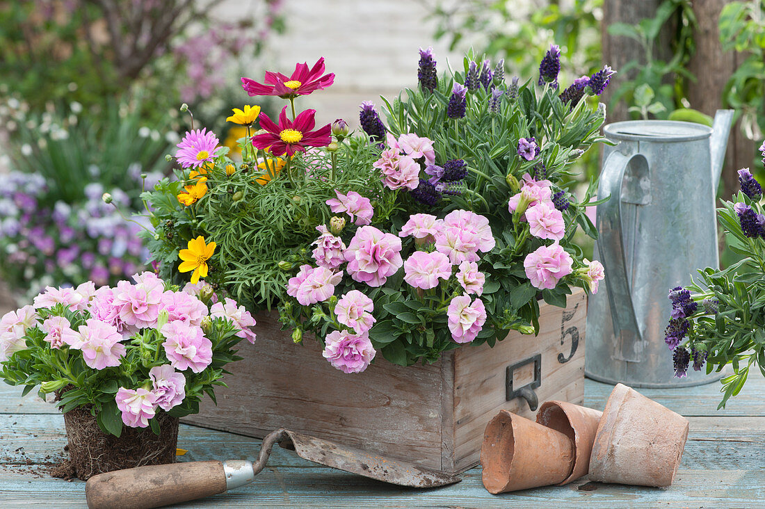 A wooden drawer being used as a planter with summer flowers: full-blooming petunias, French lavender, decorative baskets, Bidens ferulifolia, and blue daisies