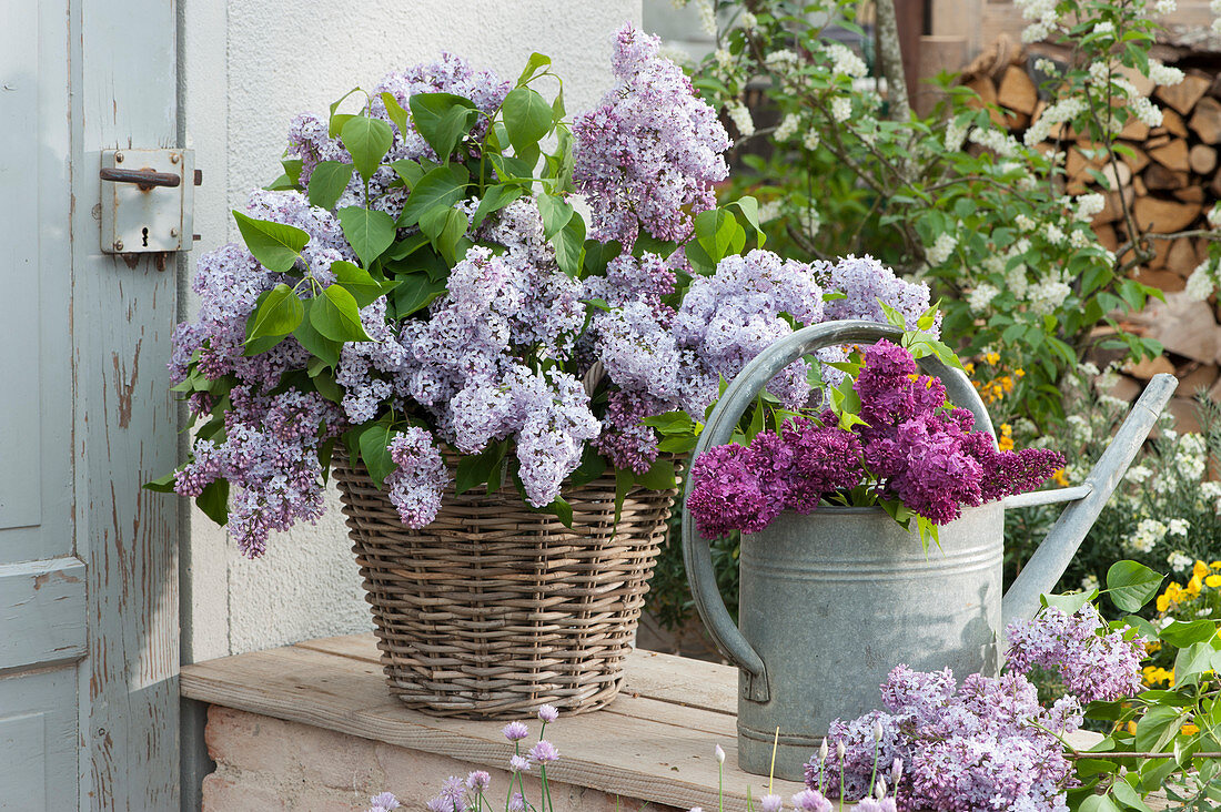 A lush bouquet of lilacs in a basket vase and branches of lilacs in a watering can