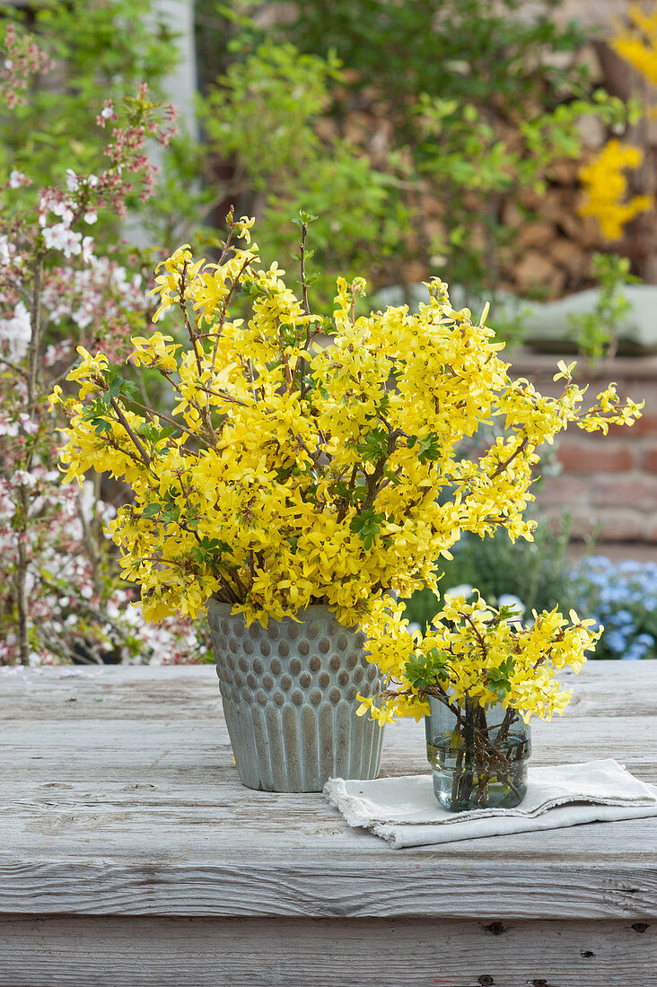 Strauß aus blühenden Zweigen der Forsythie