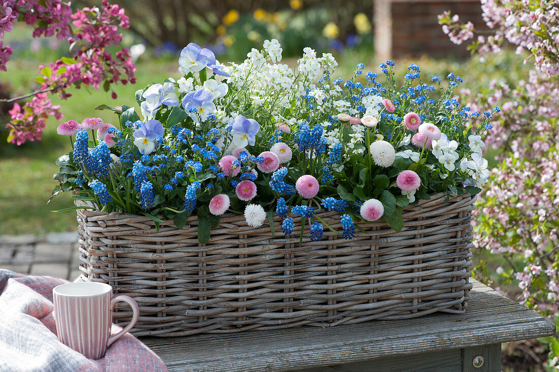 Basket with forget-me-nots, grape hyacinths, horned violets, daisies, and watercress