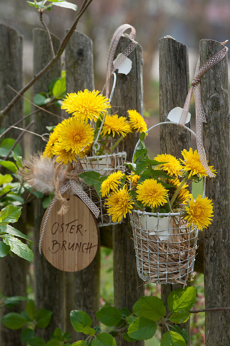 Small bouquets of dandelions in blown-out Easter eggs as vases in wire baskets on the garden fence, wooden pendant: Easter brunch