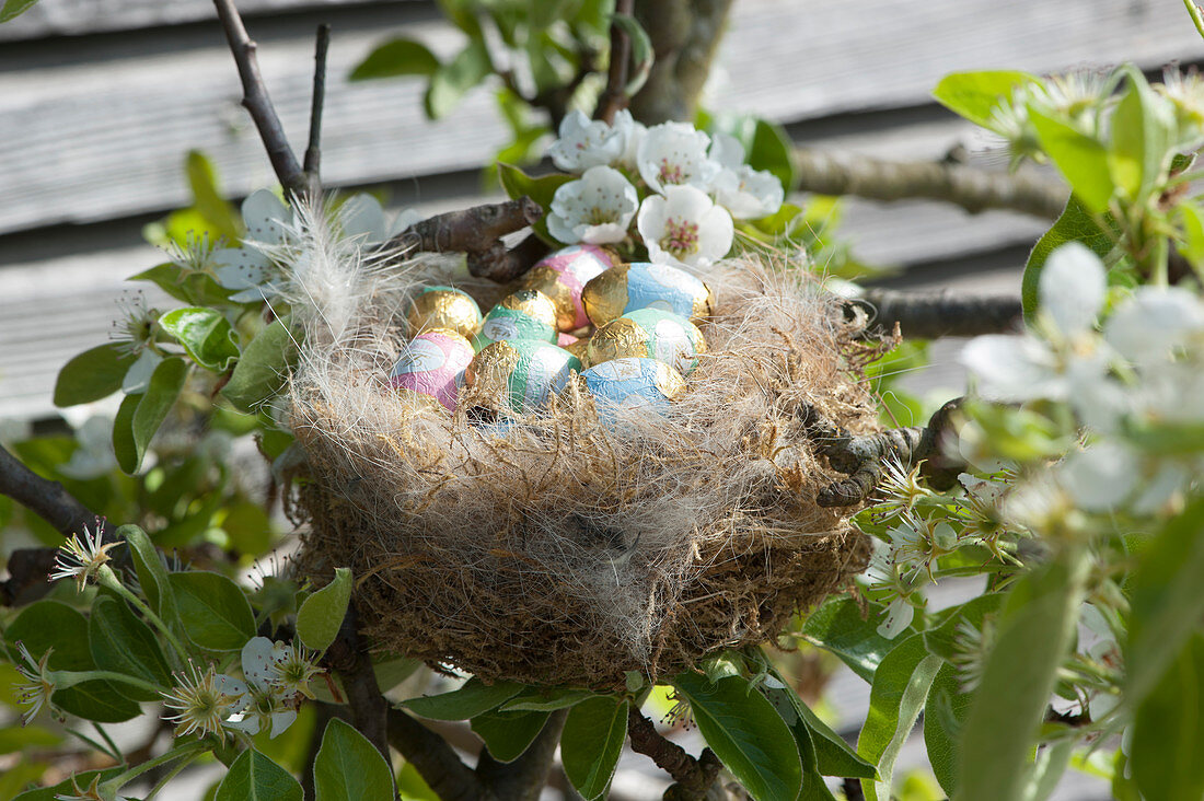 Easter nest with chocolate eggs in the pear tree