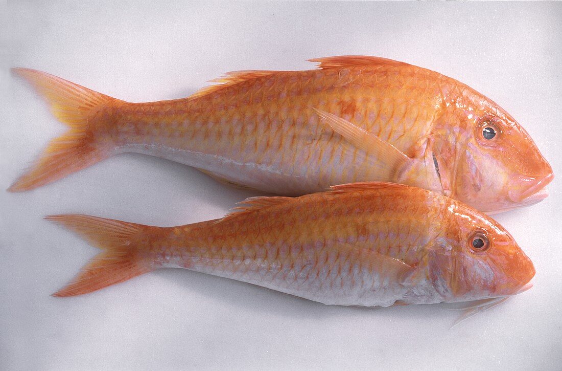 Two red mullet 