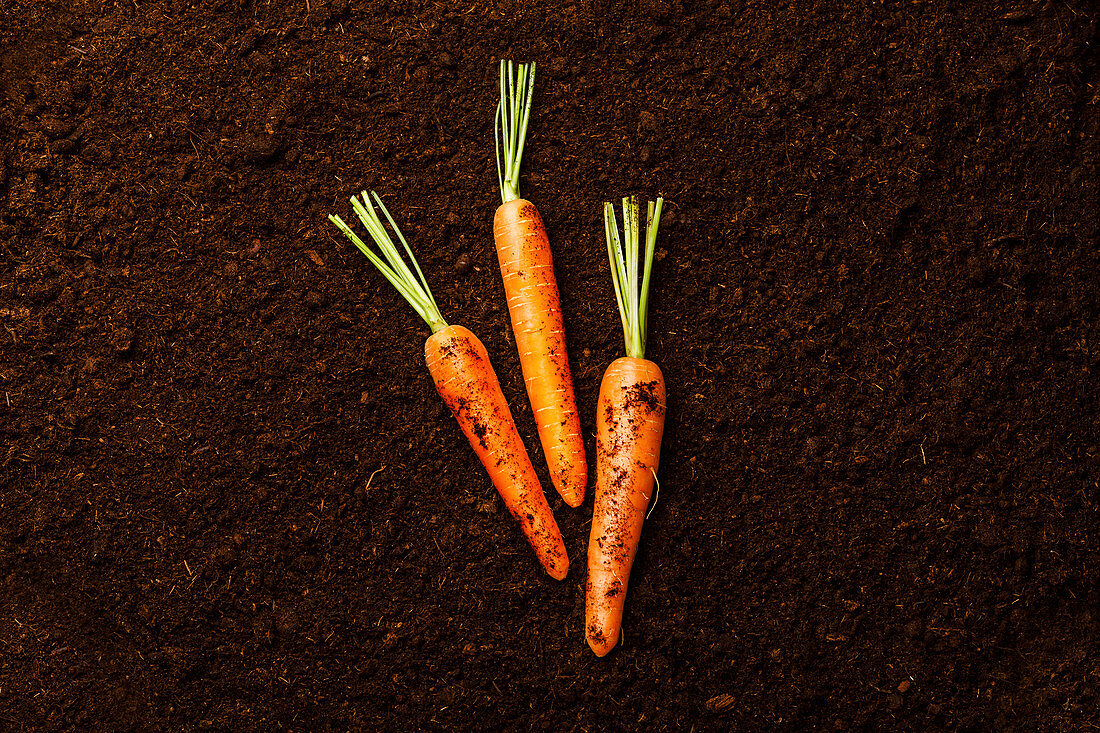 Drei frische Karotten auf dunklem Untergrund