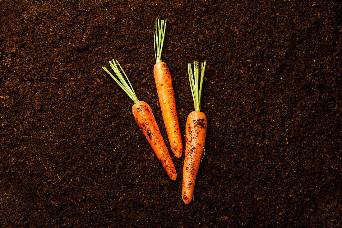 Ripe fresh Carrot on black ground background