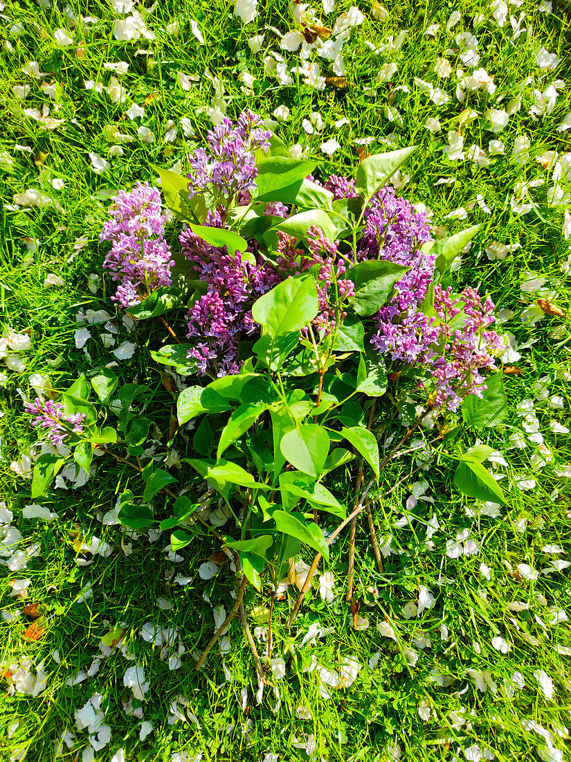 Lilac flowers in a meadow