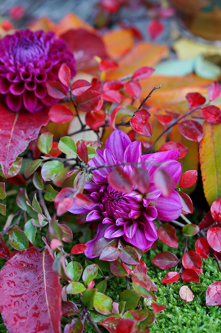 Dahlias and sprigs of leaves