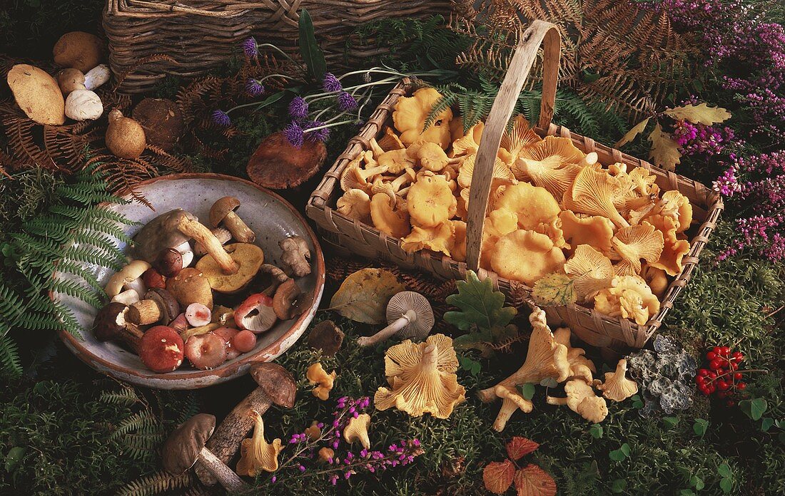 Bowl of mixed mushrooms, basket of chanterelles on moss