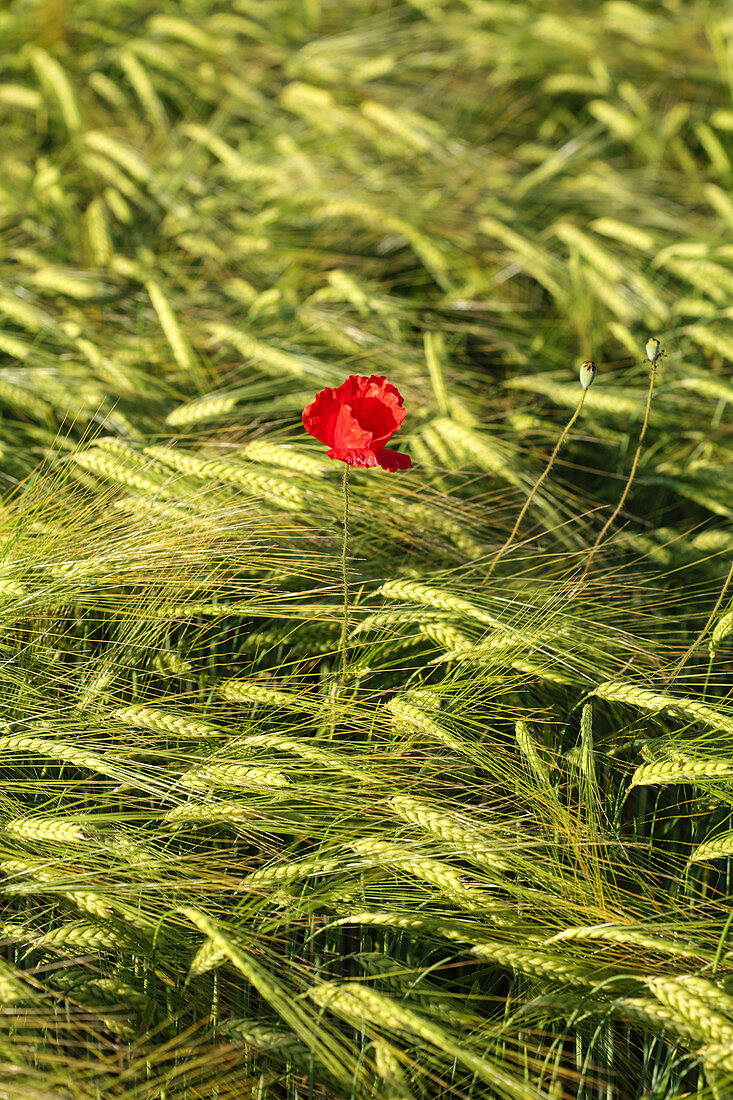 Gerstenfeld mit einer Klatschmohnblume