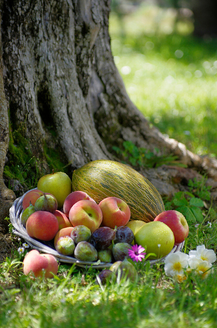 Bowl with summer fruits in a meadow in front of a tree