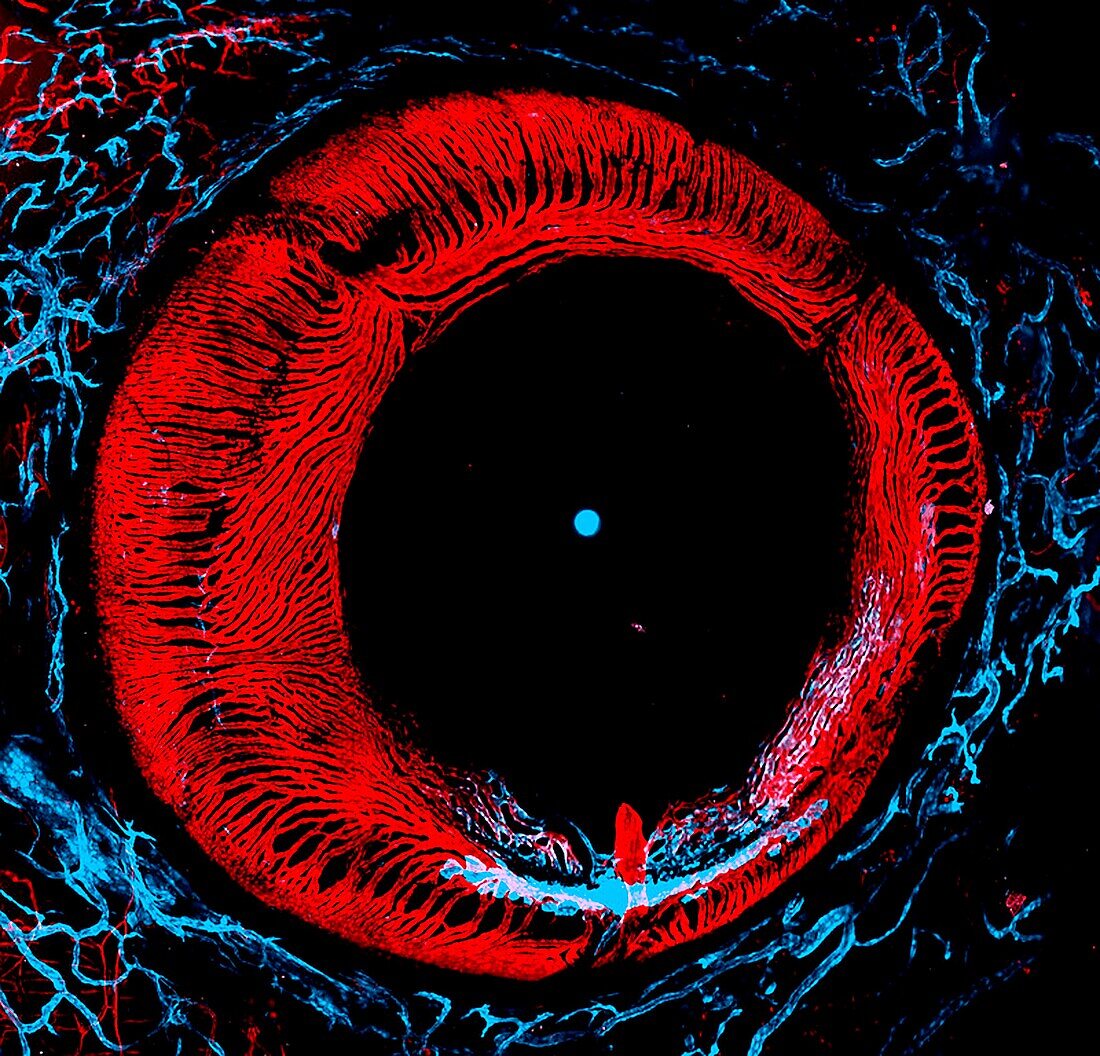 Adult zebrafish eye, confocal light micrograph