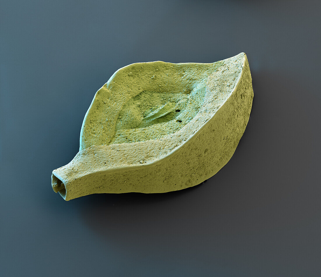 Foraminiferan shell, SEM