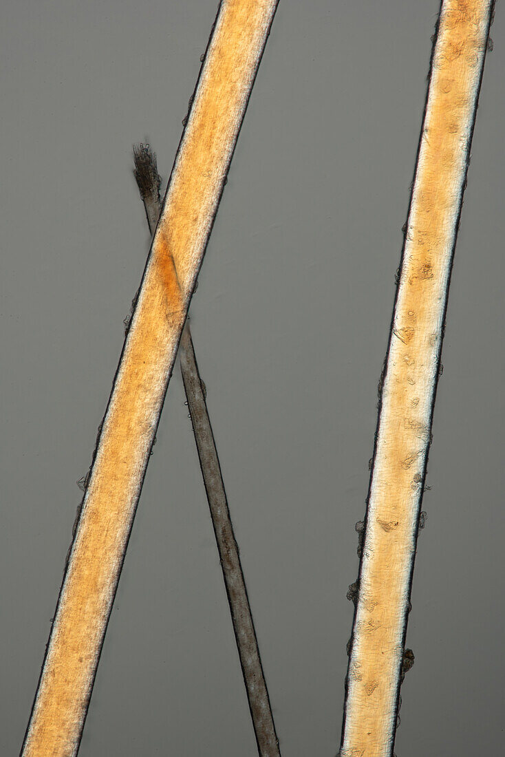 Blond and brown human hair, light micrograph