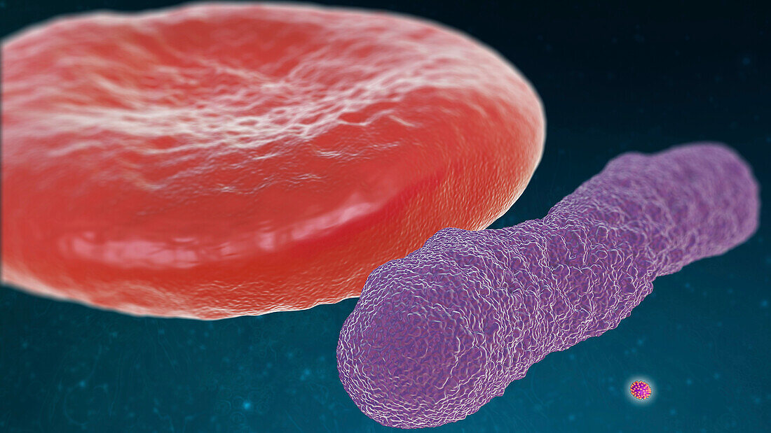Red blood cell, E.coli and SARS-CoV-2 virus, illustration