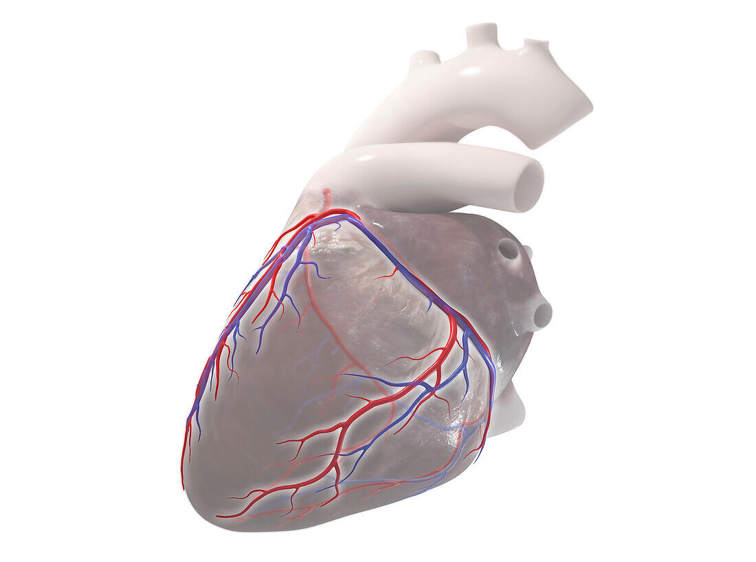 Coronary vessels, illustration