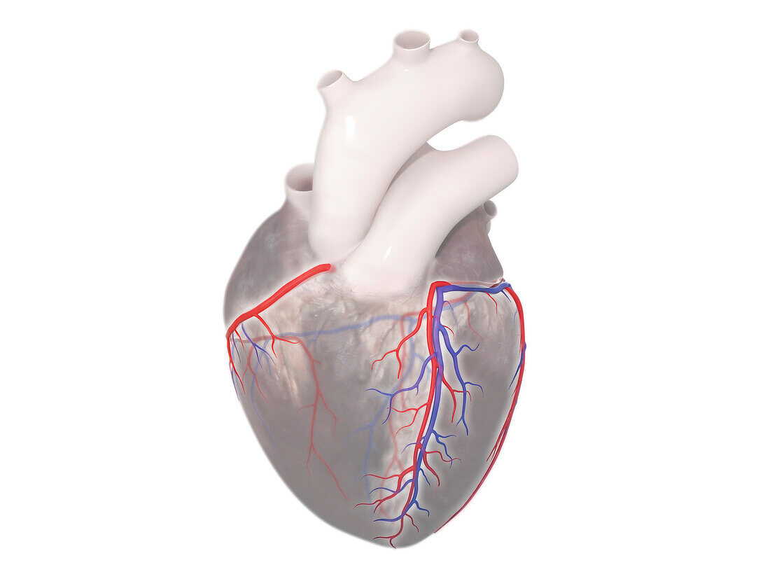 Coronary vessels, illustration