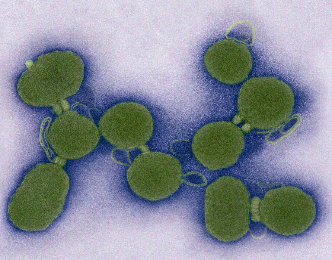 Synthetic Mycoplasma bacteria, SEM