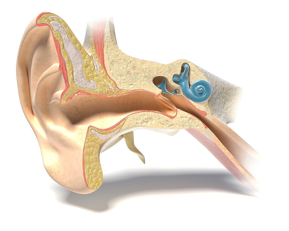 Anatomy of the ear, illustration