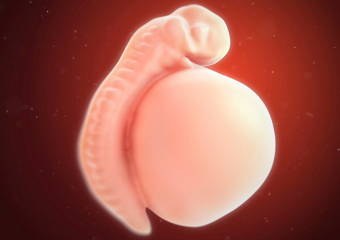 Human embryo at 3 weeks, illustration