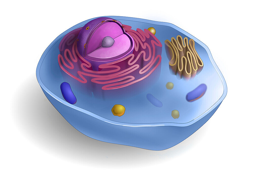 Eukaryotic cell, illustration