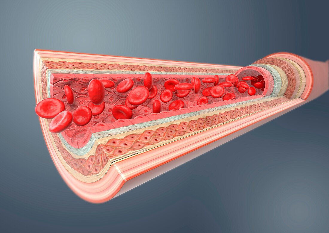 Artery, illustration